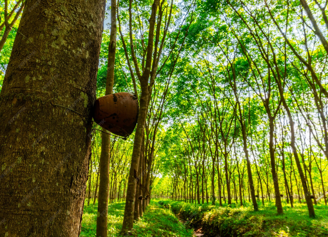 Thai Latex: the history of the rubber tree and why it produces the best wellness pillow in the world